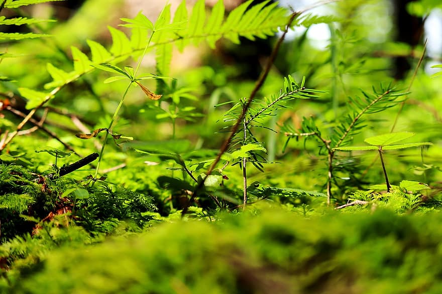Ferns, Fronds, Moss, Leaves, Foliage, Green, Greenery, Lush, Vegetation, Plants, Wild Plants