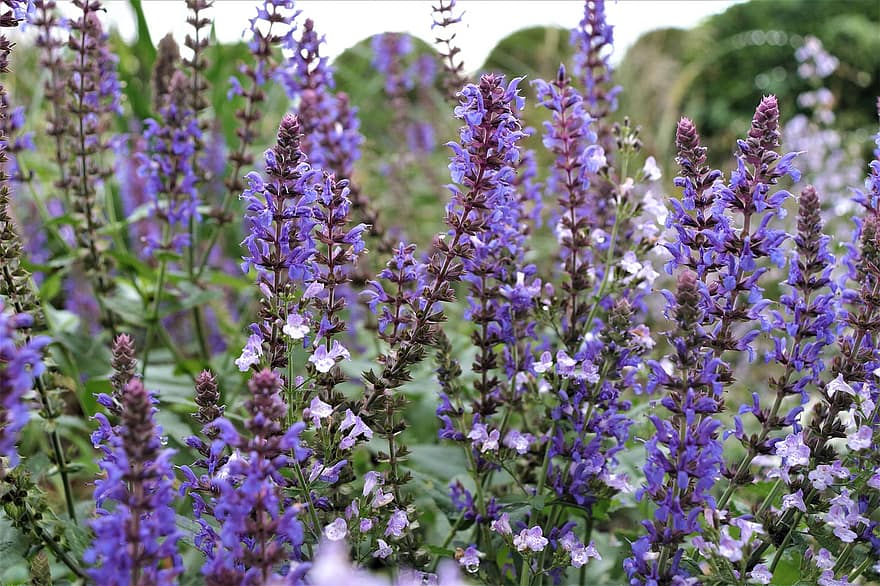 lavender, bunga-bunga, bunga ungu, kelopak, kelopak ungu, berkembang, mekar, flora, tanaman, menanam, ungu