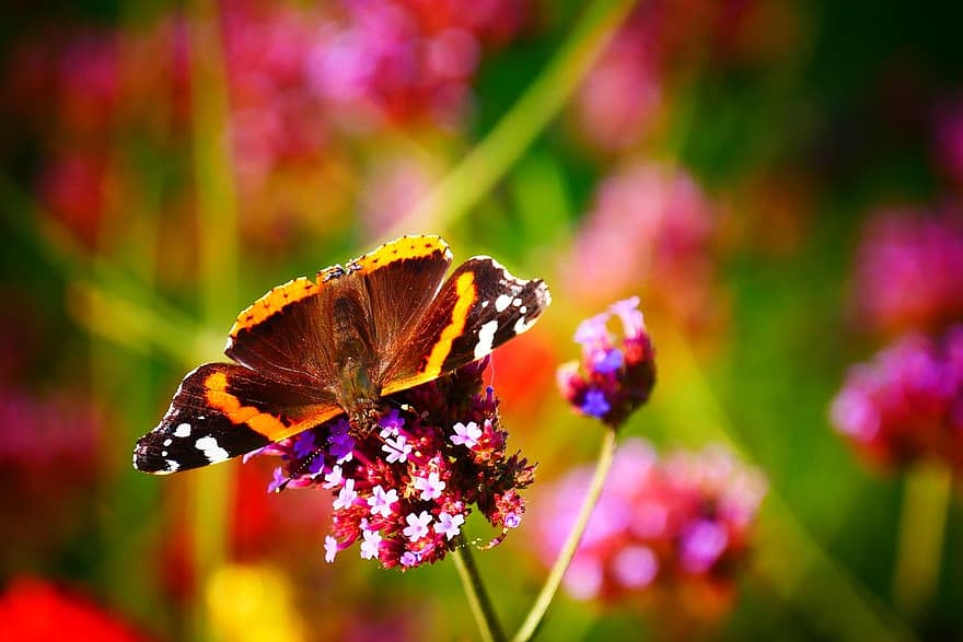 sommerfugl, blomster, bestøvning, natur, multi farvet, tæt på, insekt, skønhed i naturen, dyr, blomst, sommer
