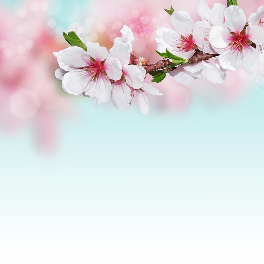 gambar latar belakang, almond blossom, bunga-bunga, berwarna merah muda, alam, ranting berbunga, kartu ucapan, bokeh, bunga, lembut, pastel