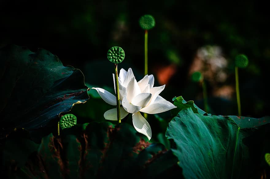 lotus, blomma, Lotus blomma, vit blomma, kronblad, vita kronblad, vattenväxter, flora, blad, växt, sommar