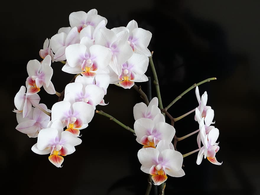 орхидеи, цветя, бели цветя, листенца, бели венчелистчета, разцвет, цвят, флора, растение