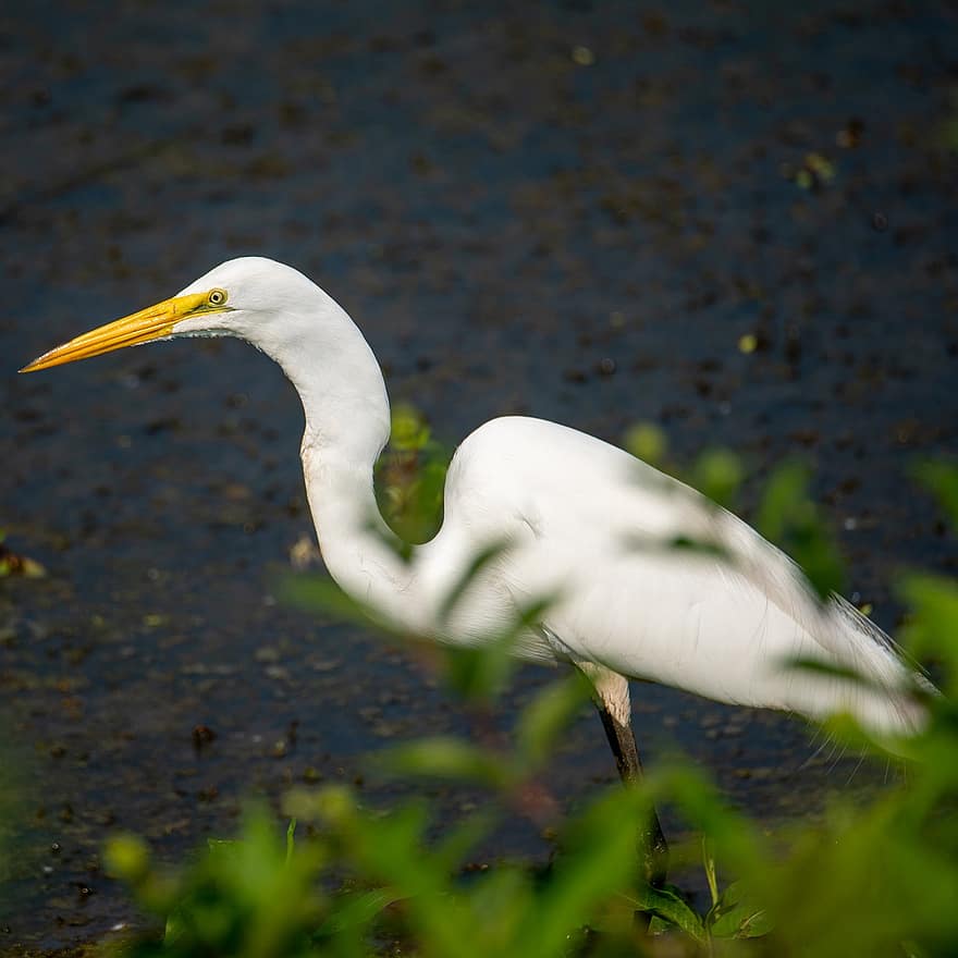 Great Egret, Egret, Common Egret, Large Egret, Great White Egret, Great White Heron, White, Wetland, Water, Bird, Waterfowl