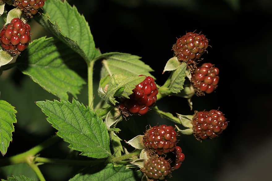 blackberry, trái cây, cây, món ăn, hữu cơ, lá, tán lá, bụi rậm, Thiên nhiên