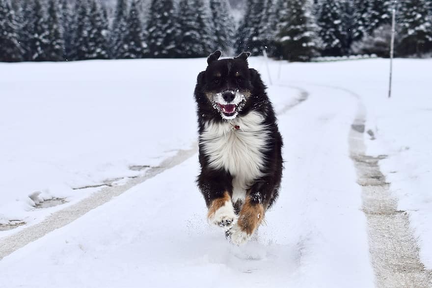 Hund, Schnee, Winter, Haustier, Laufender Hund, verspielter Hund, Schneefeld, schneebedeckt, Raureif, winterlich, Natur