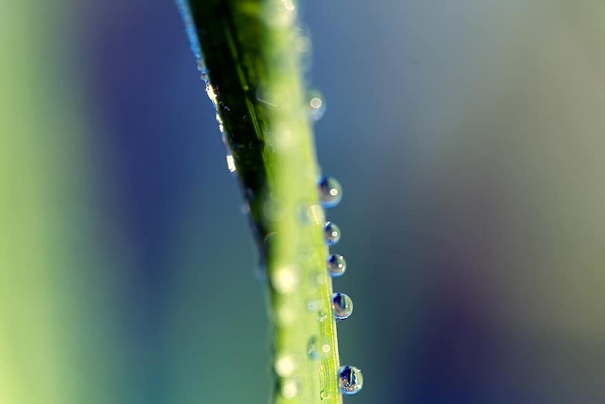 Plant, Dewdrop, Botany, Macro, Water, Nature, close-up, green color, drop, leaf, freshness