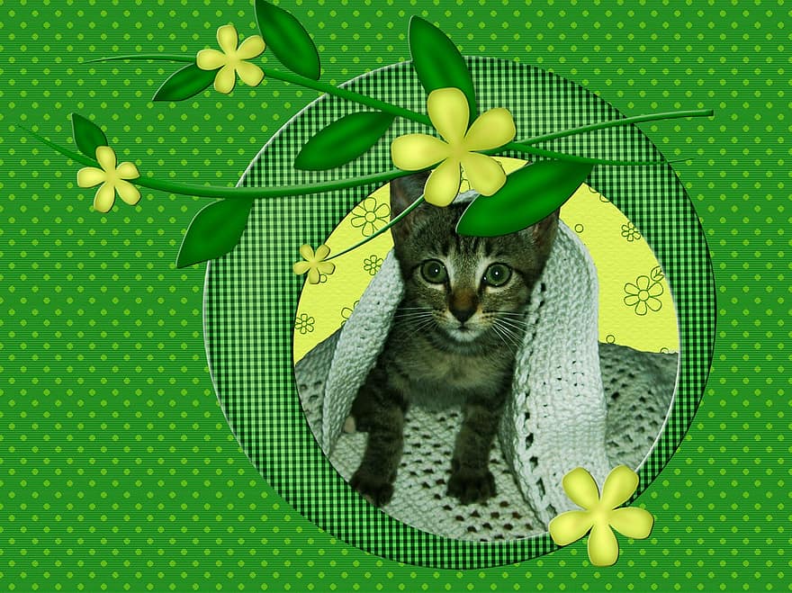 kortti-, eläimet, kissa, kissan-, lemmikki-, pentu, luonto, vihreä