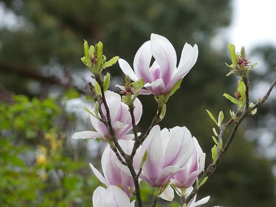 magnolia liliiflora, magnólie, květiny, zahrada