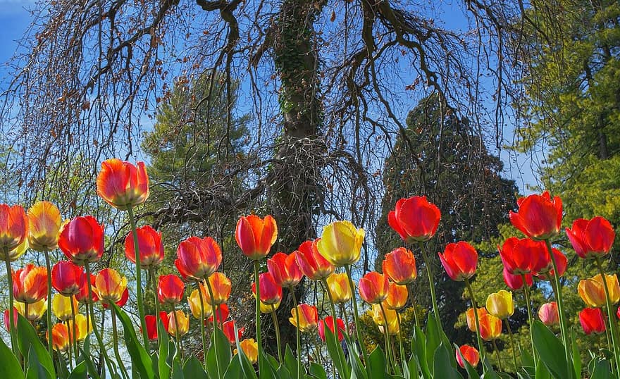 tulipany, kwiaty, ogród, ogród tulipanów, wiosenne kwiaty, kwiat, rośliny, park, tulipan, wiosna, zielony kolor
