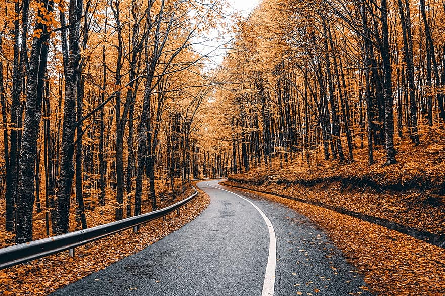 la carretera, campo, otoño, calzada, pavimento, autopista, arboles, bosque, paisaje