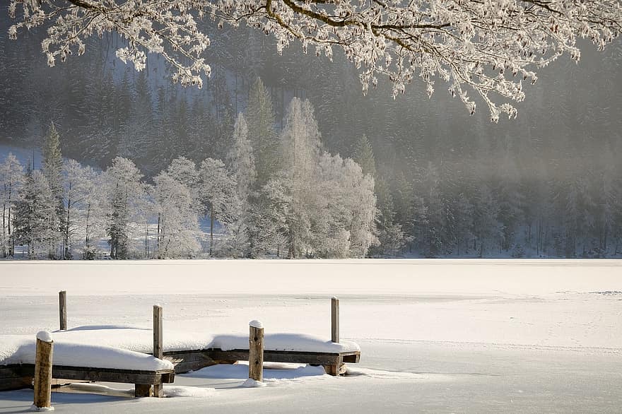 vinter, sæson, natur, udendørs, rejse, udforskning, Skov, træer, sne, boardwalk, træ