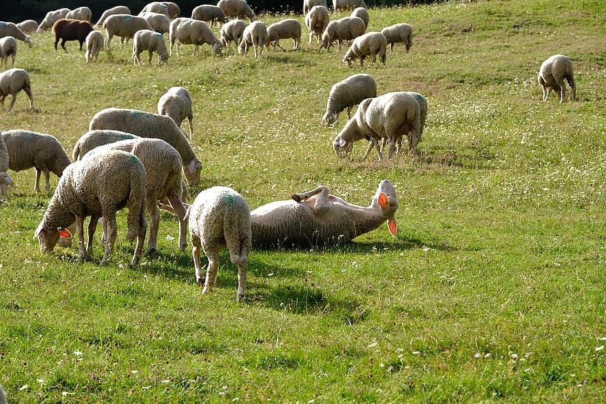 πρόβατο, σμήνος, βοσκή, αγέλη, λιβάδι, πεδίο, λιβάδια, των ζώων, μηρυκαστικό ζώο