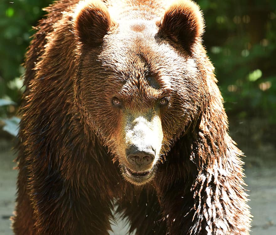 Björn, Brun björn, Zoo