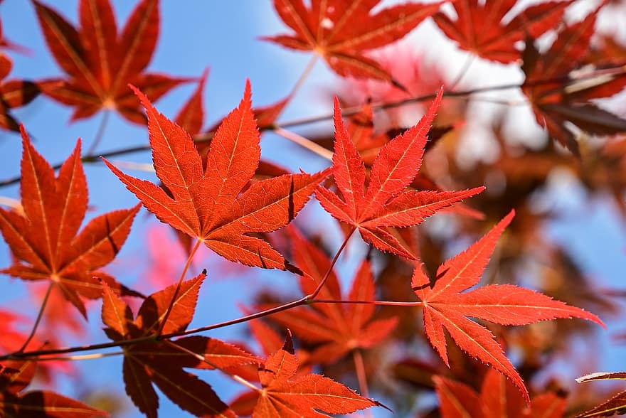 японски клен, червени листа, клонове, дърво, пружина, растение, природа, листо, есен, сезон, жълт