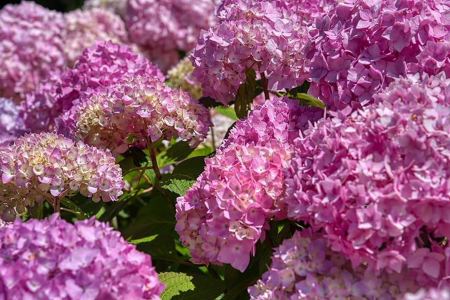 hortensiaer, hortensia, Hortensia-familien, blomsterstand, prydbusk, lyserød, blomster
