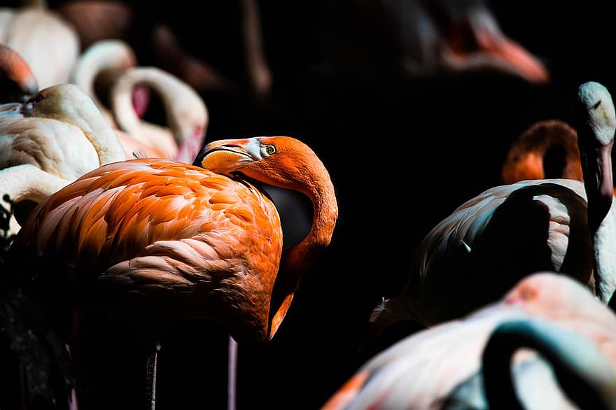 flamingo, lauma, parvi, nukkumassa, pinkki, lintuja, eläin, luonto, vesi, sulka, perhe