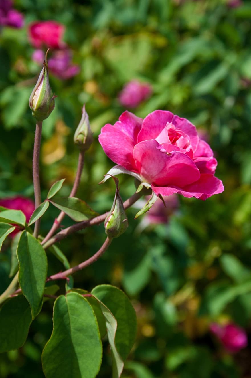 rosa china, flor rosa, La rosa de la princesa de Sagan, Australia, jardín Botánico, flor, jardín