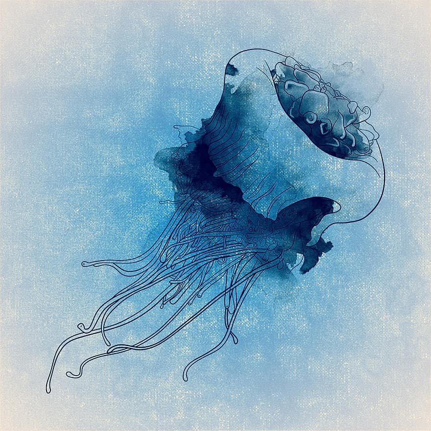 medūza, povandeninis pasaulis, želatinis, meeresbewohner, vandens tvarinys, mėlyna, moliuskas, gyvūnų pasaulį, skaidrus
