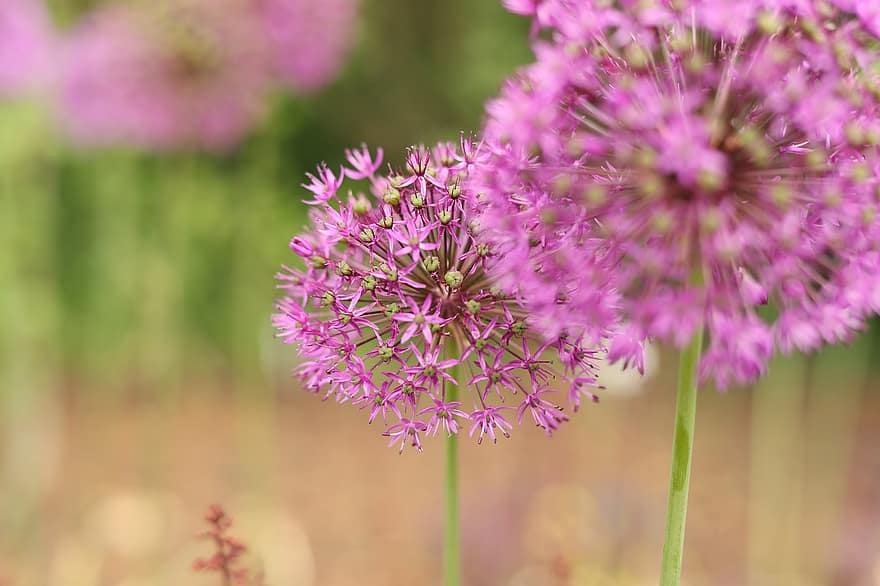 Showy Persian Onion, Flowers, Plant, Bloom, Blossom, Flora, Spring, Season, Natural, Garden, Meadow