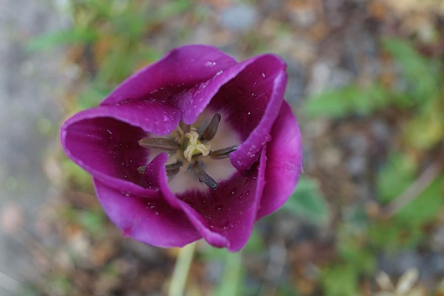 紫チューリップ、紫色の花、チューリップ、花、春の花、自然、庭園、閉じる、工場、花弁、フラワーヘッド