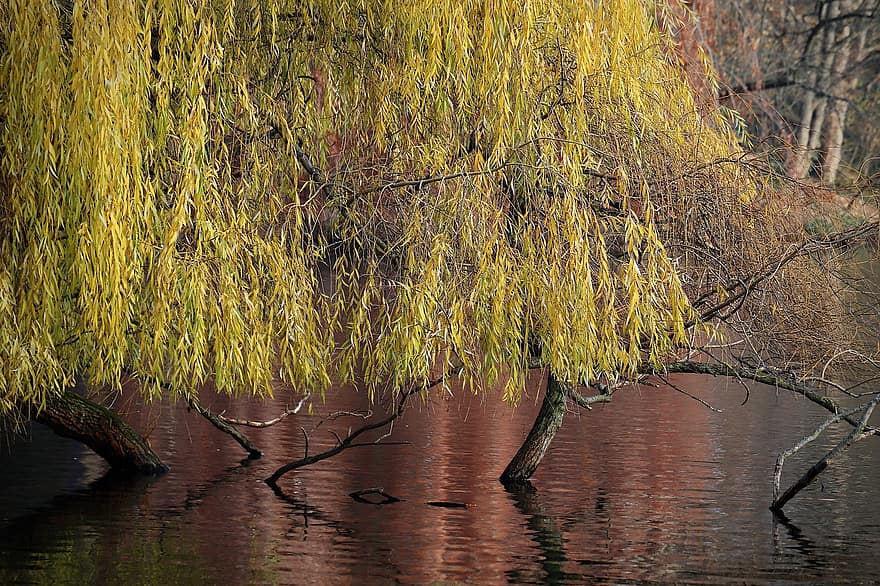arbre, étang, pâturage, saule pleureur, eau, tomber, couleur d'automne