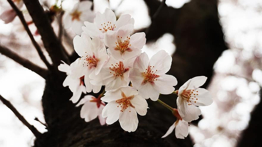 Kiraz çiçekleri, sakura, pembe çiçekler, kiraz çiçekleri, Kiraz ağacı, Kore Cumhuriyeti, bahar, Çiçekler, doğa, peyzaj, çiçek