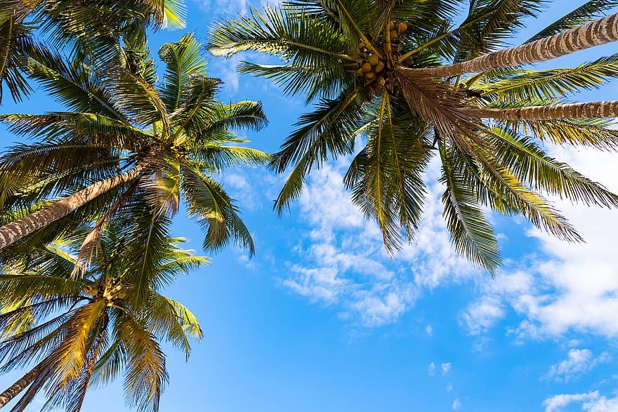 palmy, baldachim, niebo, drzewa, Palma, drzewa kokosowe, gałęzie, odchodzi, tropikalny, niebieskie niebo, chmury