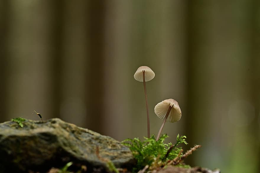 грибы, растения, поганка, грибы зонтик, микология, лес, мох, дикий, природа