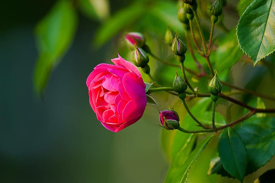 Rose, Blume, Wildblume, wilde Blume, Frühlingsblumen, Republik Korea, Pflanze, Makro, Blatt, Nahansicht, Sommer-