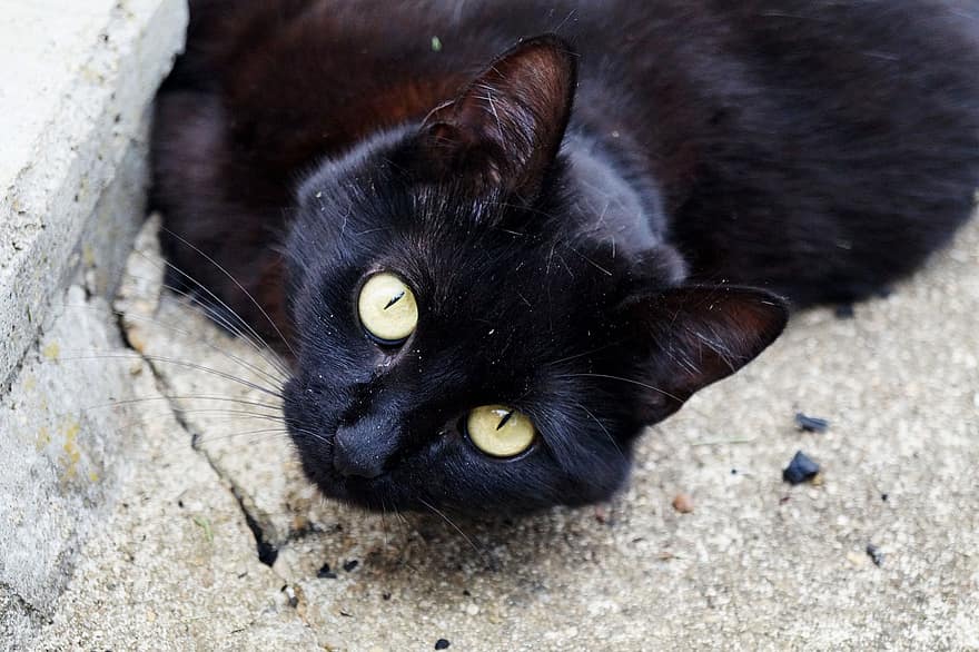 кішка, домашня тварина, Чорна кішка, котячих, тварина, хутро, вуса, очі, кошеня, вітчизняний, домашня кішка