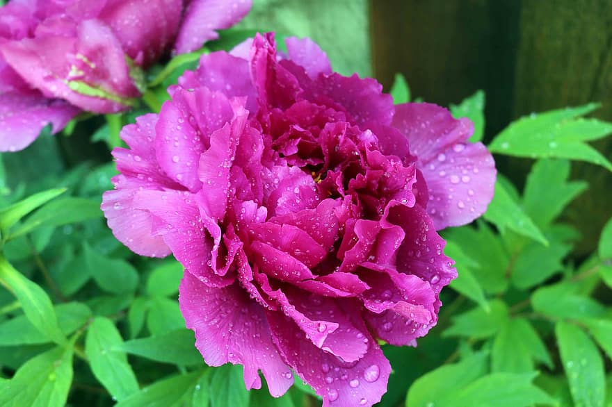 Pfingstrose, Blume, rosa Pfingstrose, pinke Blume, Natur, Garten
