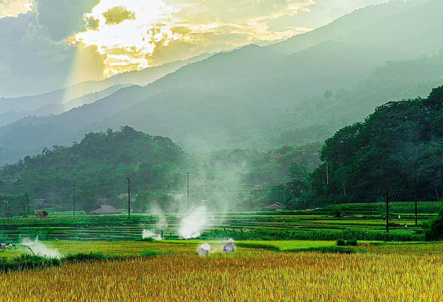raksturs, lauksaimniecību, lauku, Vjetnama, rīsi