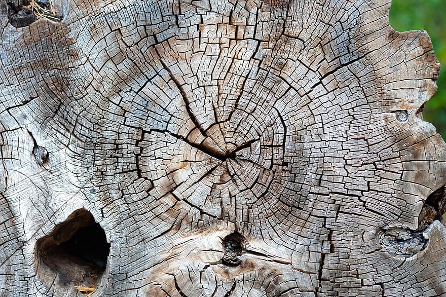 strom, zadek, dřevo, vzor, struktura, letokruhy, starý