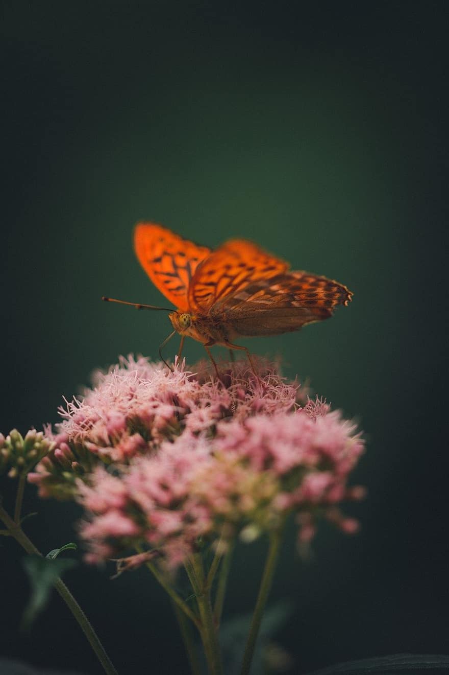 Spotted Rustic, Butterfly, Insect, Flower, Wings, Plant, Garden, Forest, Wildlife, Nature, Closeup