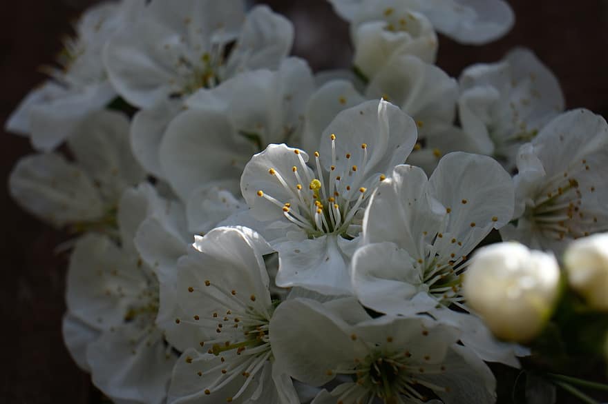 Sauerkirschblüten, Kirschblüten, weiße Blumen, Natur, blühen, Prunus cerasus
