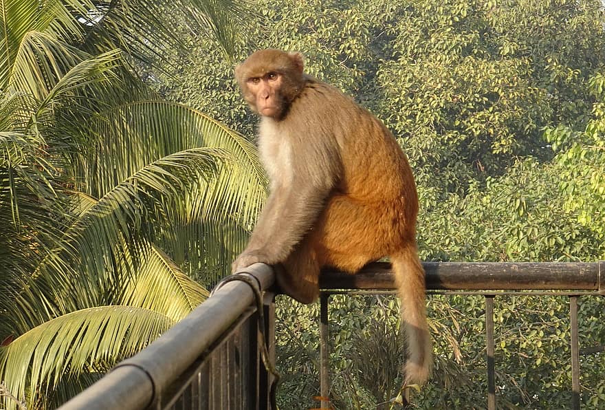 beždžionė, gyvūnas, primatas, reeso makaka, reeso beždžionė, makaka, žinduolių, laukinės gamtos, laukiniai, laukinis gyvūnas, zoologijos sodas