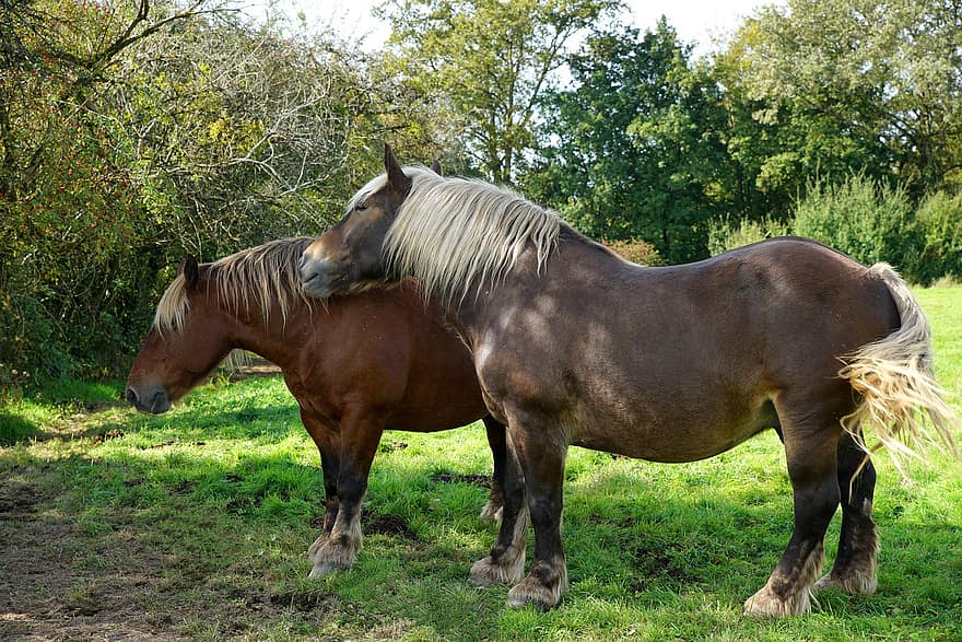 Comtois Horse, Horses, Animals, Mammals, Equine, Meadow, Field, farm, horse, rural scene, grass