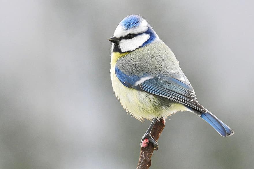 zīle, zils zīle, dārza putns, dziesmu putns, putns, putni, ornitoloģija, knābis, spalvu, dzīvniekiem savvaļā, tuvplāns