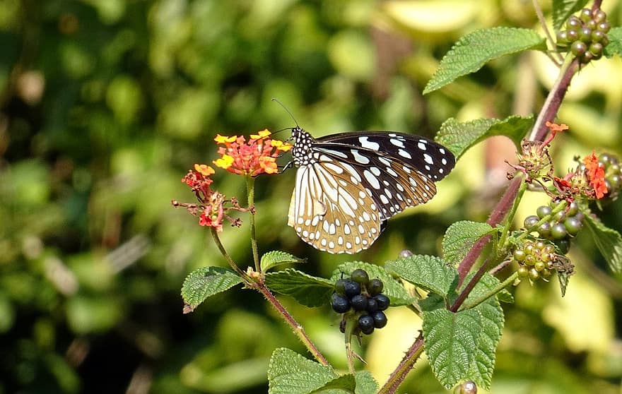 나비, 꽃, 수분, 곤충, 날개 달린 곤충, 나비 날개, 플로라, 동물 상, 자연, 닫다, 여름