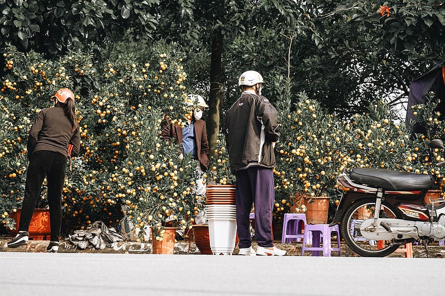 Mandarinas Apelsinas, augalai, pardavėjas, stendas, žmonių, gatvė, vaisiai, krūmas, lapai, sveikas, mityba