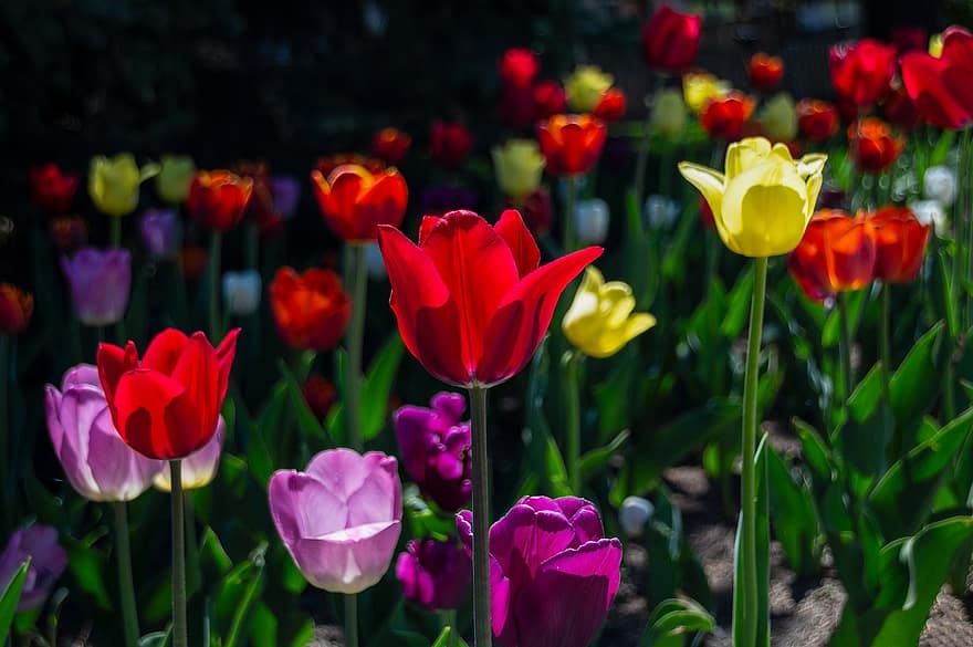 tulipani, fiori, giardino, petali, petali di tulipano, fioritura, fiorire, flora, floricoltura, orticoltura, piante