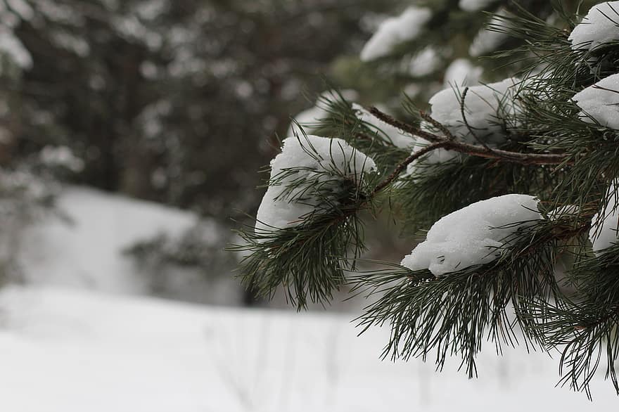 pijnboom, tak, sneeuw, vorst, winter, dennennaalden, Spar, evergreen, boom, fabriek, Bos