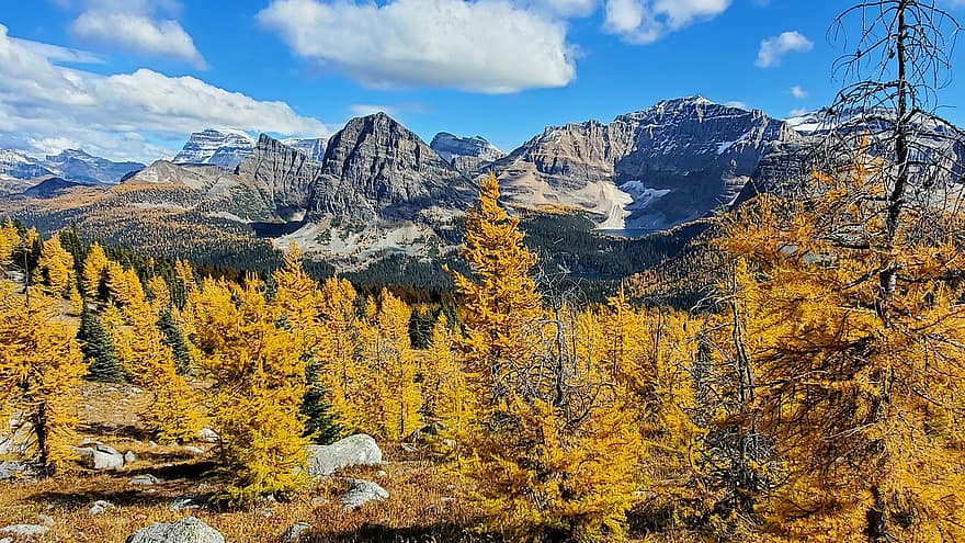 Larch Trees, Mountains, Autumn, Nature, Banff, Canada, National Park, Trees, Landscape, Forest, mountain