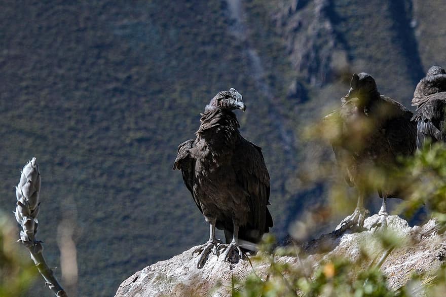condor, vogel, dier, dieren in het wild, mannelijke vogel, neergestreken, rots, natuur, Andes, Colca Canyon