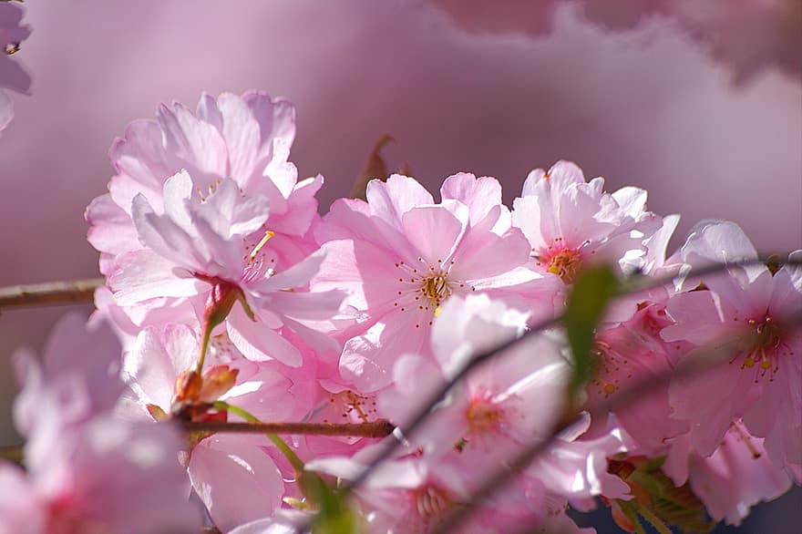 Kirschblüten, Frühling, Natur, Rosa, Botanik, blühen, Blütenblätter, Blume, Nahansicht, Pflanze, Blütenblatt