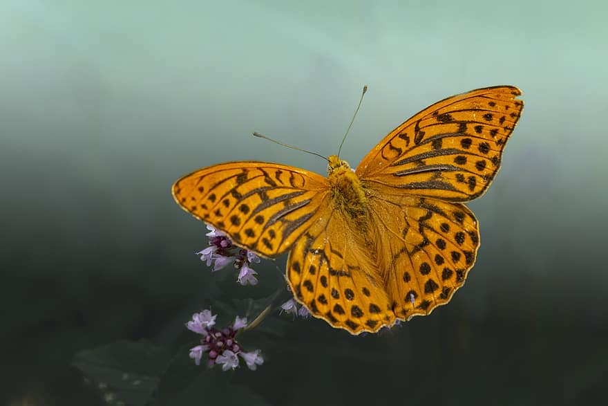 Silver-washed Fritillary, Butterfly, Flower, Argynnis Paphia, Insect, Wings, Pollination, Plant, Nature