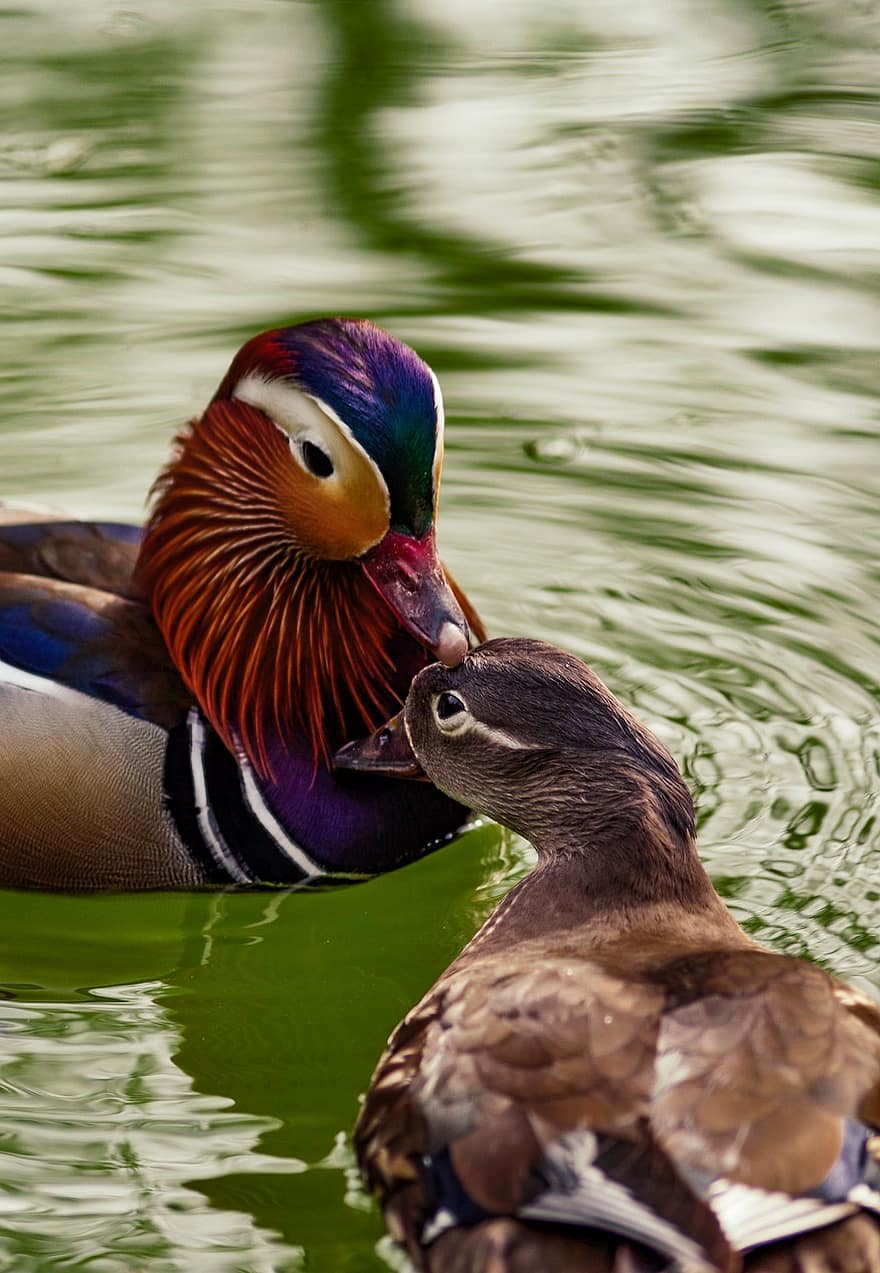 patos, patos mandarines, lago, aves acuáticas, naturaleza, pico, pluma, Pato, multi color, animales en la naturaleza, estanque