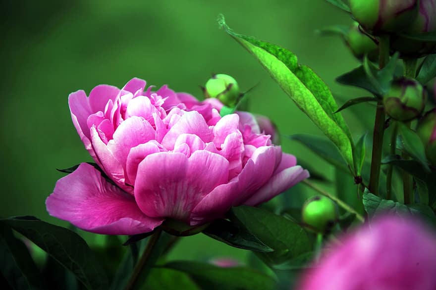 zieds, peonija, rozā peonija, rozā zieds, dārzs, augu, lapas, tuvplāns, vasarā, ziedlapiņa, ziedu galva