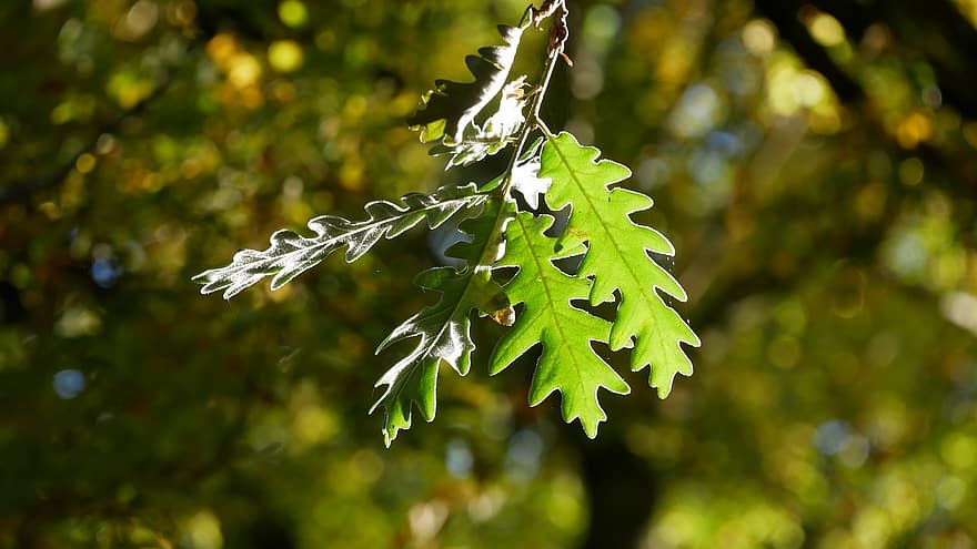 blad, egetræ, Skov, efterår, træ, grøn farve, plante, tæt på, sæson, baggrunde, sommer