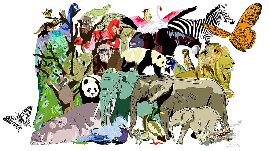Zoo, dyr, påfugl, løve, flodhest, sommerfugl, koala, elefant, panda, abe, zebra